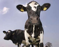 Malaysians buy Battersea dairy