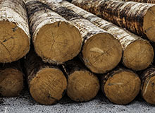 Forestry continues to grow: IPD