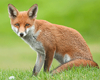 Kennedy set to snare Fox debt