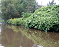 Knotweed-THUMB.jpeg