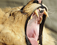 Top agents 2013 survey: hear us roar