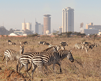 Into Africa: city safari