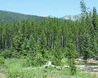 IPD: Forest returns reach for the sky