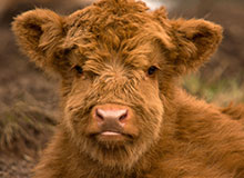 Agricultural returns remain resilient