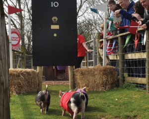 pig-election