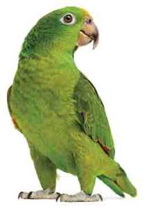 Parrot-250px