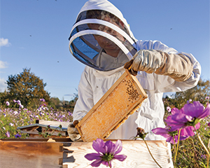 Beekeeping-REX-300