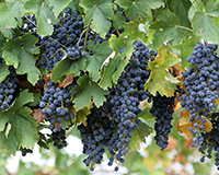Champagne Taittinger buys site for first UK vineyard