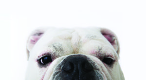 A2YJGF Face of a bulldog