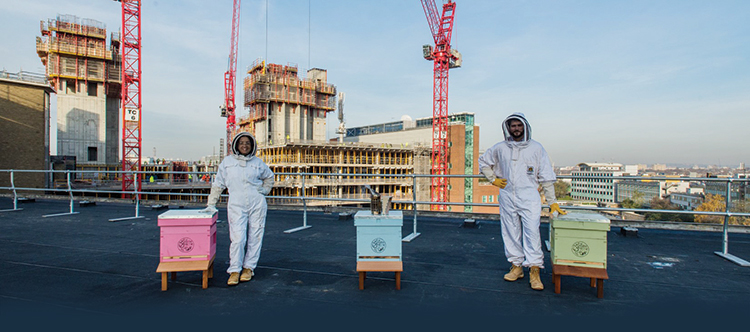 bees-at-the-bbc