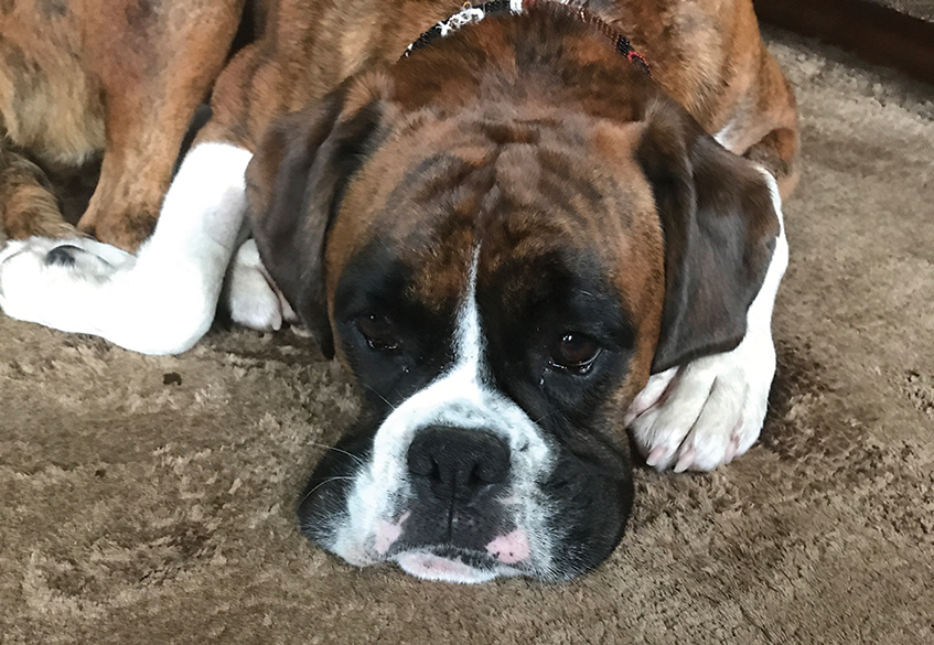Yogi-the-dog