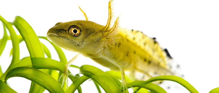 New planning test will sense newt’s DNA