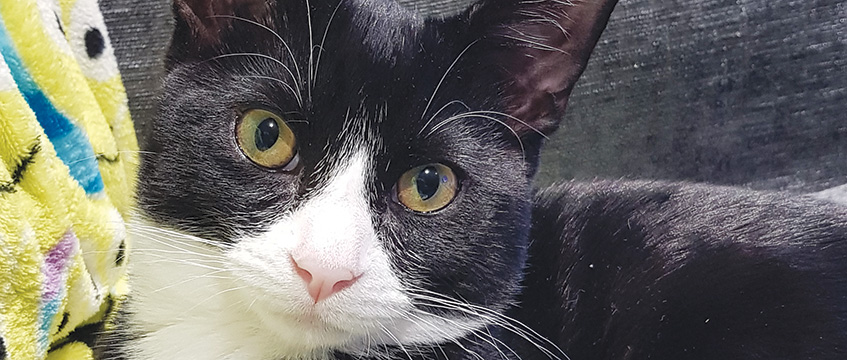 Diary: Lets for pets