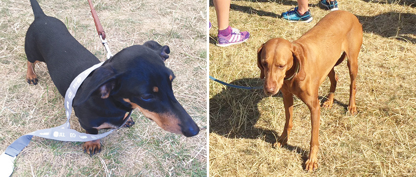 Diary: Doggy paddle at the JLL Property Triathlon