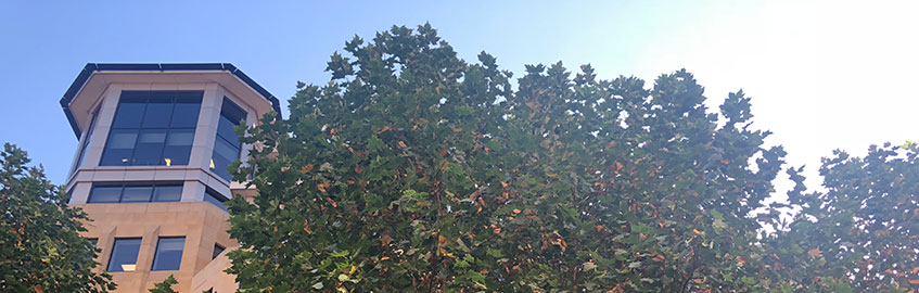 Can’t see the light for the trees?