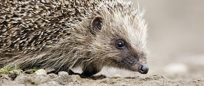 Diary: A prickly issue