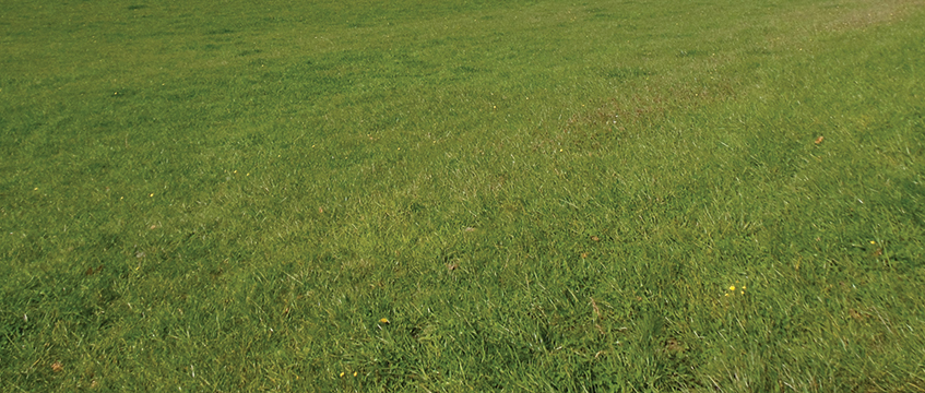 TVGs: Green for development