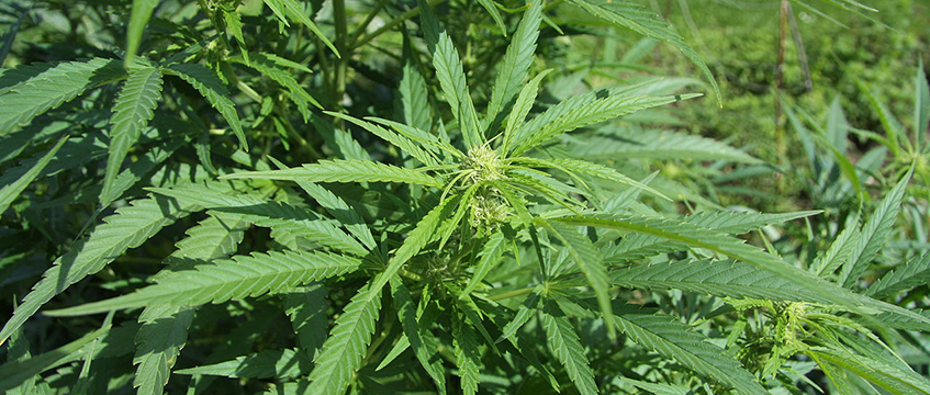 Sativa to open 100 cannabis shops across UK