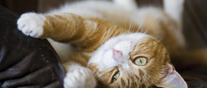 Diary: Pets win tenants