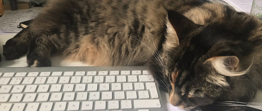 Diary: Pets at home-working