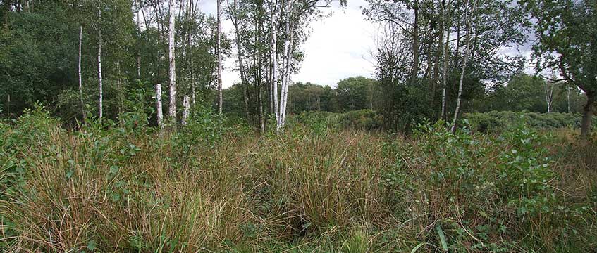 Jenrick rejects 500-home York scheme to protect local bog