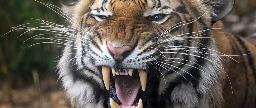 Diary: Tiger Queen’s exotic takeover