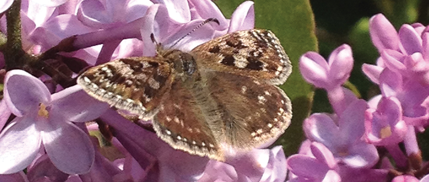 Charity and social: Vistry’s butterfly effect