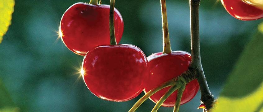 A second bite at the cherry