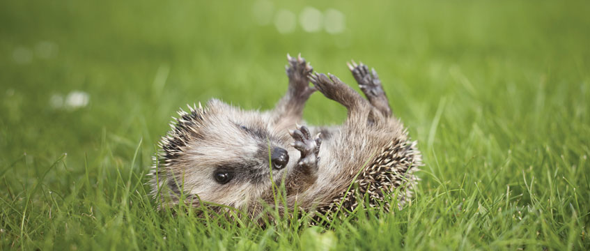 Diary: Hygge-hog highways and village greens
