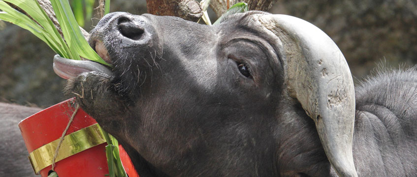 Diary: Be strong as an ox