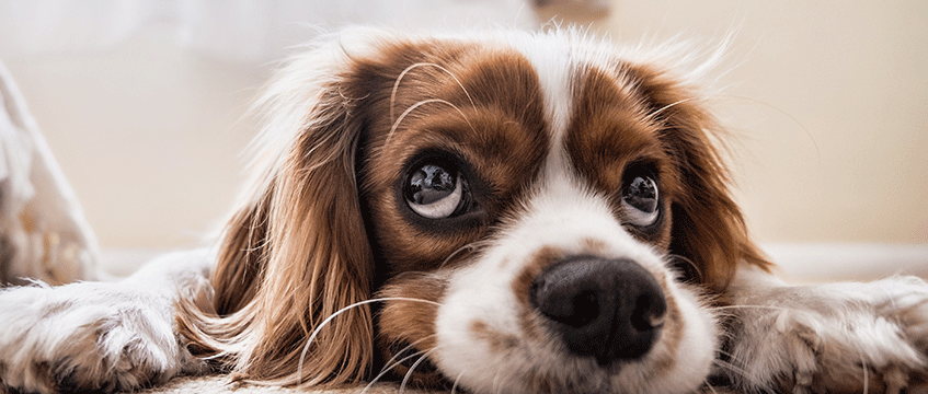 Rent and the problem with pets
