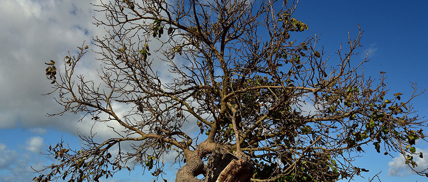 High Court blocks Crest Nicholson resi scheme owing to veteran mulberry tree