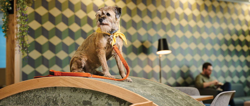 Diary: Work like a dog
