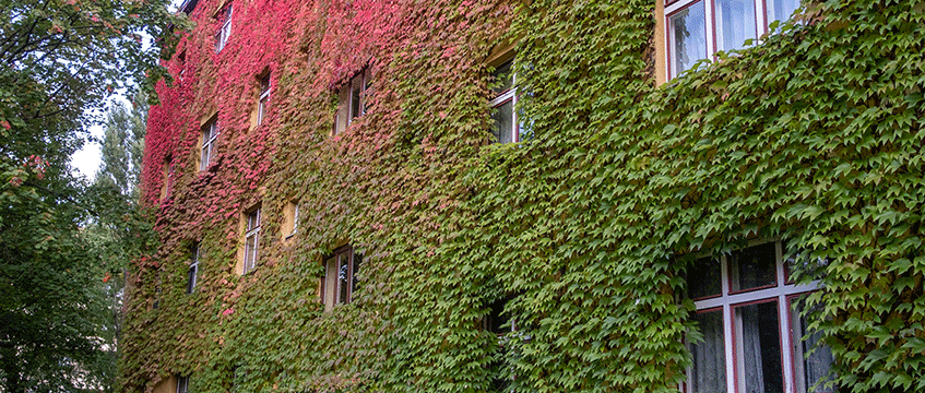 Turning over a new leaf for green leases