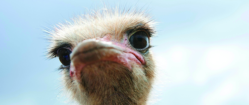 An ostrich Photo © Michael Jaeger/imageBROKER/Shutterstock