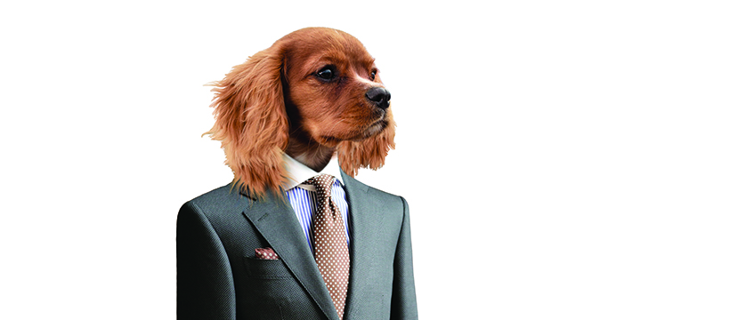 Pets in the workplace: paws for thought?