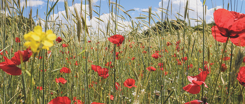Environmental outcomes reports: evolution or revolution?