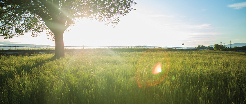 Seed your knowledge of Local Nature Recovery Strategies