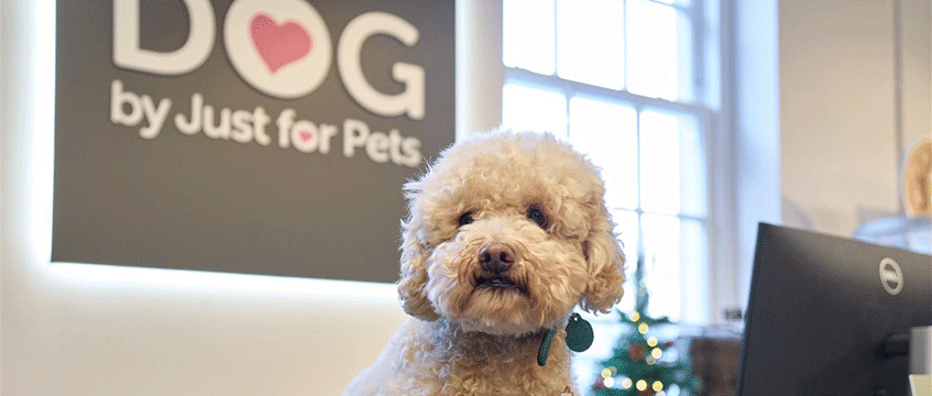 Pet retailer collars second store for dog concept