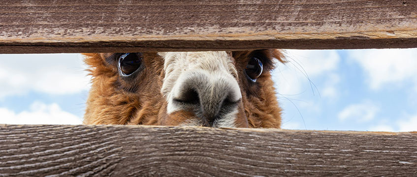 Urban farm loses property developer-funded lawsuit over Heathrow zoo
